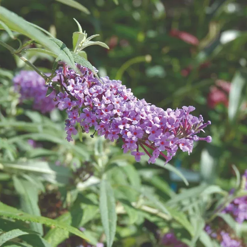Thompson & Morgan Buddleja Buzz Lavender 1 Litre Potted Plant X 1