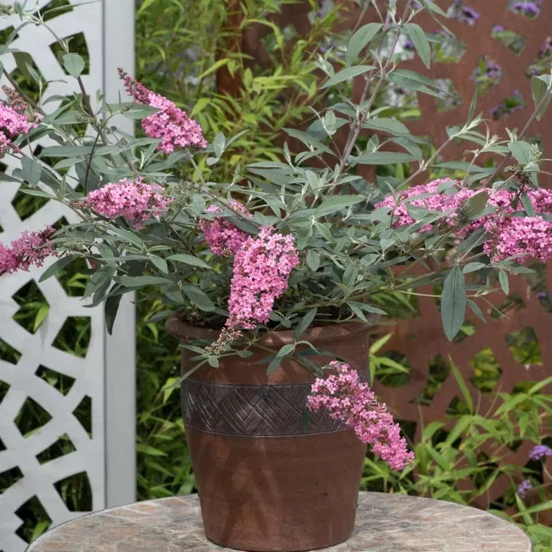 Thompson & Morgan Buddleja Davidii Pink Cascade 9cm Potted Plant X 1
