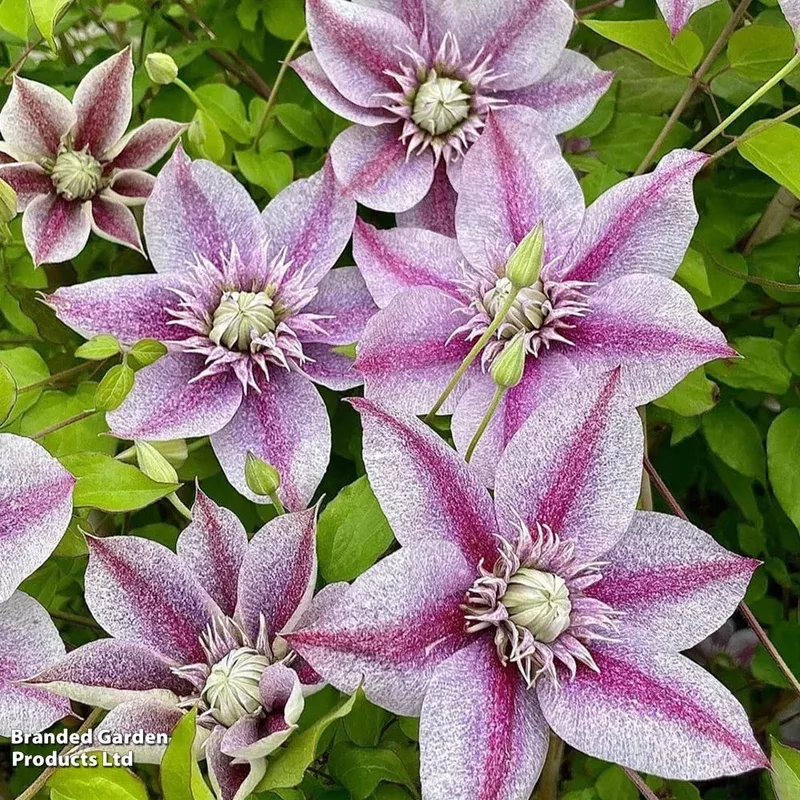 Thompson & Morgan Clematis Mochi 9cm Pot