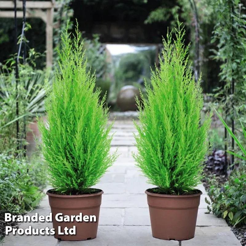 Thompson & Morgan Cupressus Goldcrest Wilma – 4 Plants