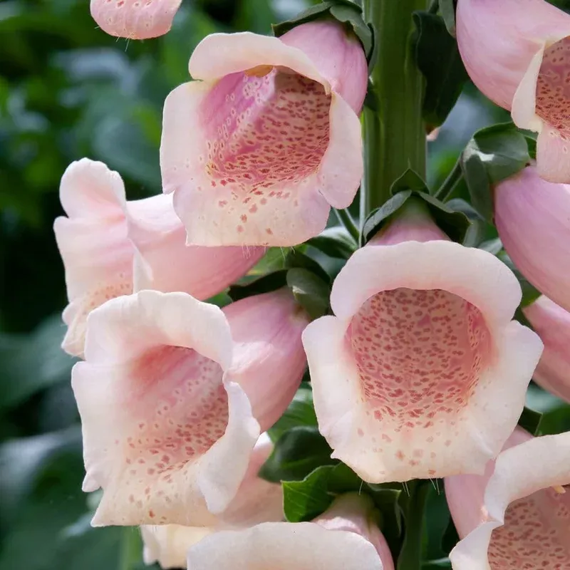 Thompson & Morgan Digitalis Dalmatian Peach