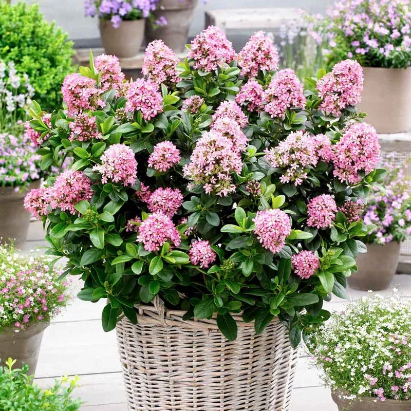 Thompson & Morgan Escallonia Laevis Pink Elle 9cm Pot