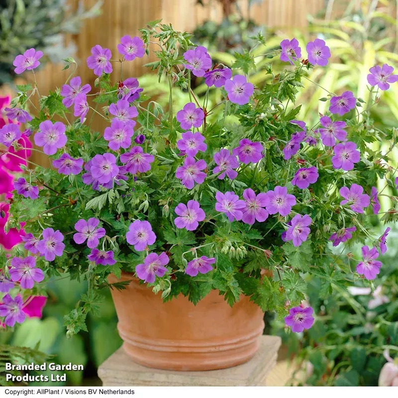 Thompson & Morgan Geranium Rozanne 9cm Pot