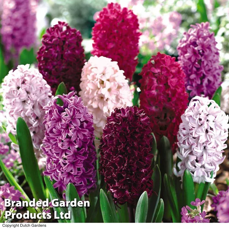 Thompson & Morgan Hyacinth ‘berries And Cream Mixture’