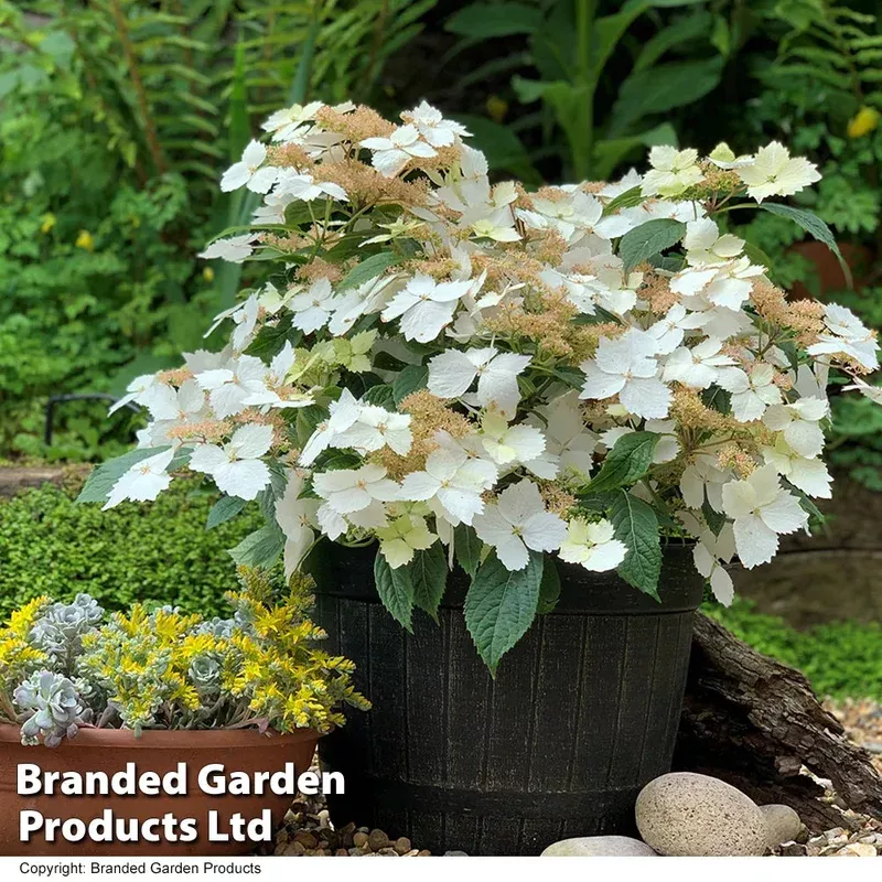 Thompson & Morgan Hydrangea Cloud Nine 9cm Potted Plant
