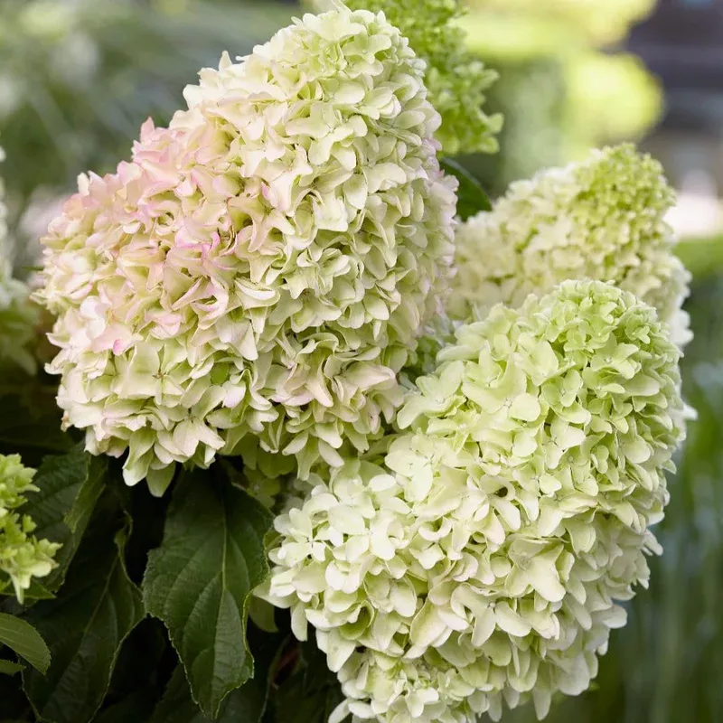 Thompson & Morgan Hydrangea Little Fresco 9cm Potted Plant