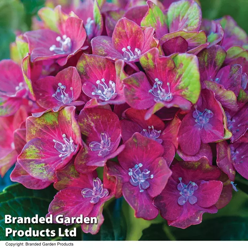 Thompson & Morgan Hydrangea Macrophylla ‘glam Rock’ 9cm Potted Plant