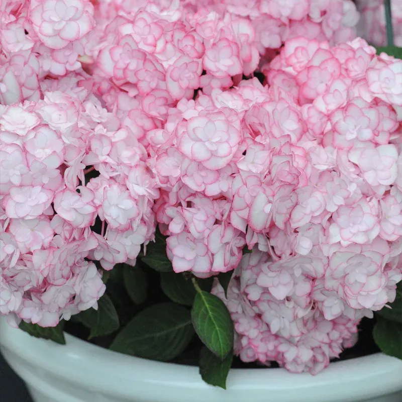 Thompson & Morgan Hydrangea Miss Saori 9cm Pot