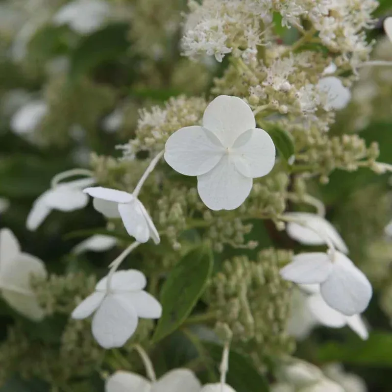 Thompson & Morgan Hydrangea Paniculata Kyushu 9cm Potted Plant