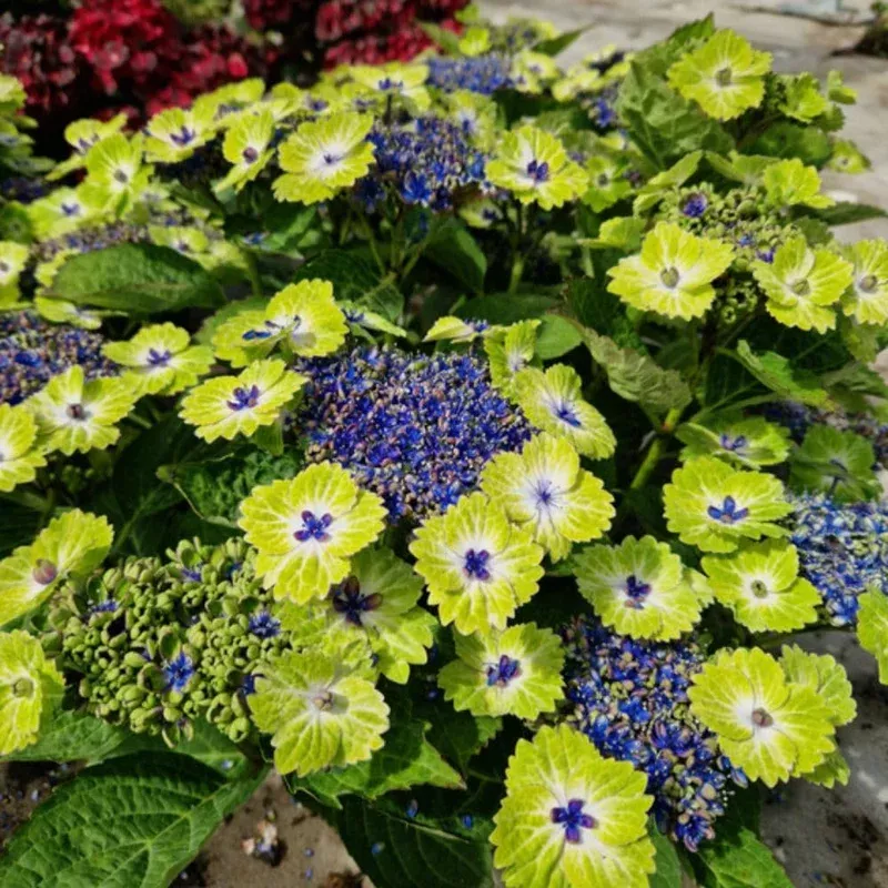 Thompson & Morgan Hydrangea Teller Green Dream Blue – Bicolour Blooms 14cm Pot – Thompson & Morgan