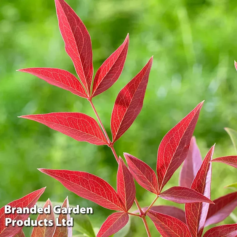 Thompson & Morgan Nandina Domestica Obsessed