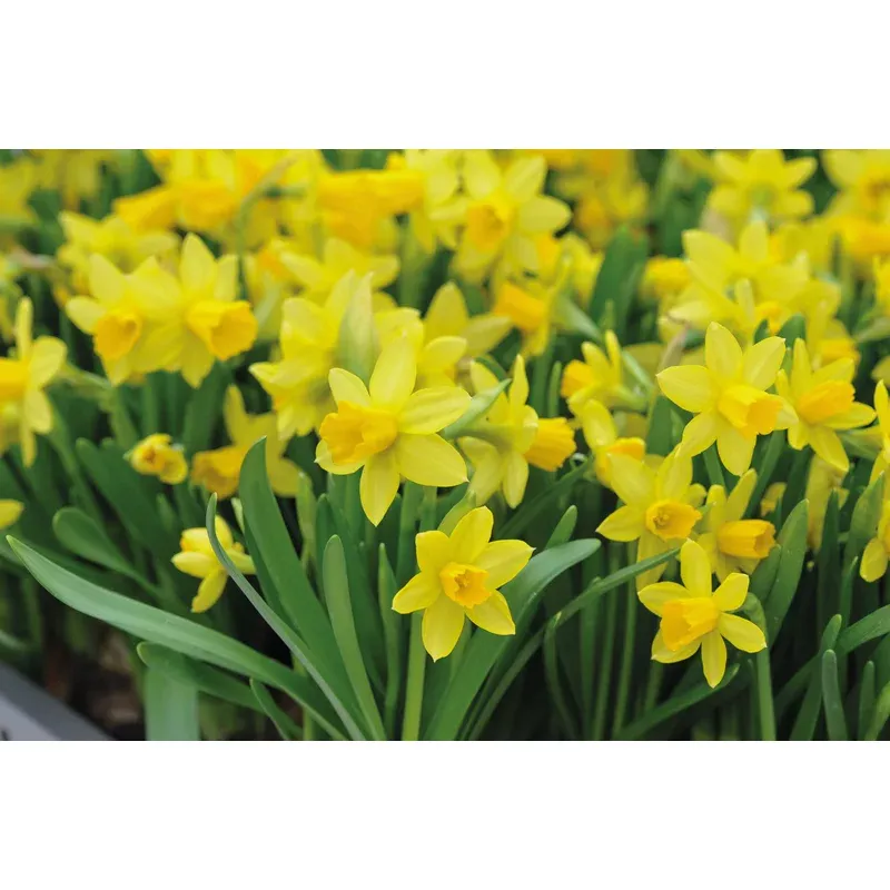 Thompson & Morgan Narcissus Collection Bulbs
