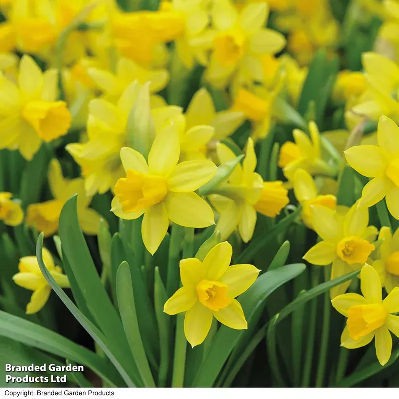 Thompson & Morgan Narcissus ‘tete-a-tete’