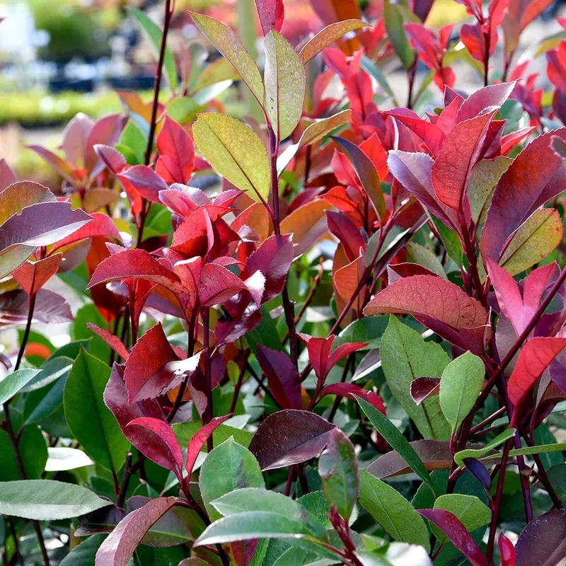 Thompson & Morgan Photinia Fraseri Red Robin 9cm Pot