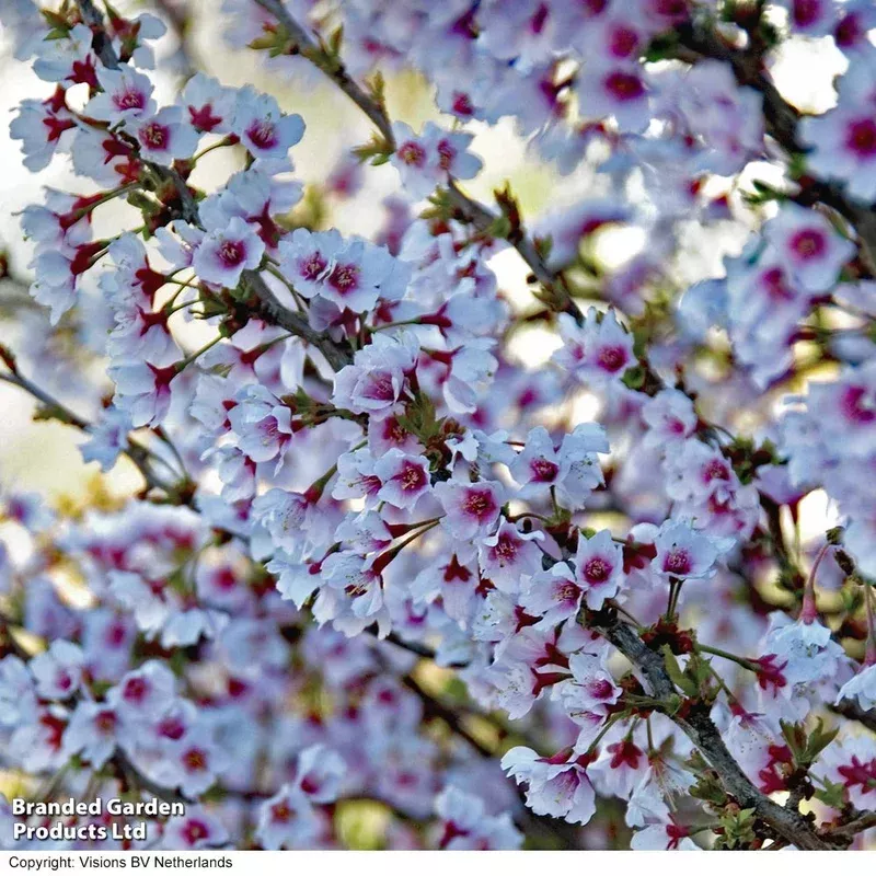 Thompson & Morgan Prunus (ornamental) Cherry Kojo-no-mai 9cm Pot