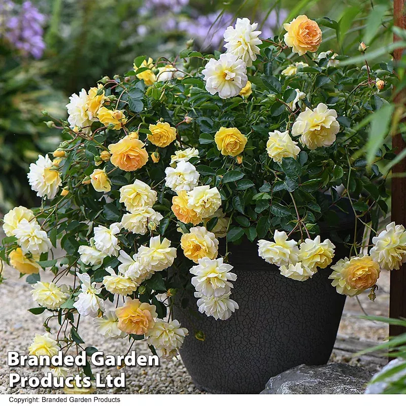 Thompson & Morgan Rose Scentifall Lemon 9cm Pot
