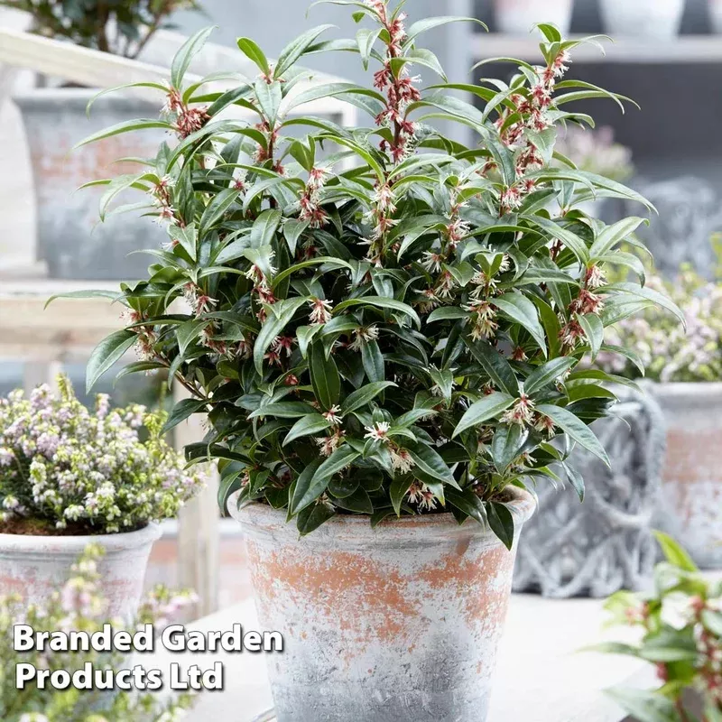 Thompson & Morgan Sarcococca Winter Gem 9cm Pot