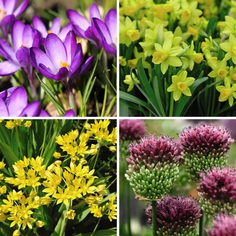 Thompson & Morgan Spring Flowering Bulb Bonanza Collection