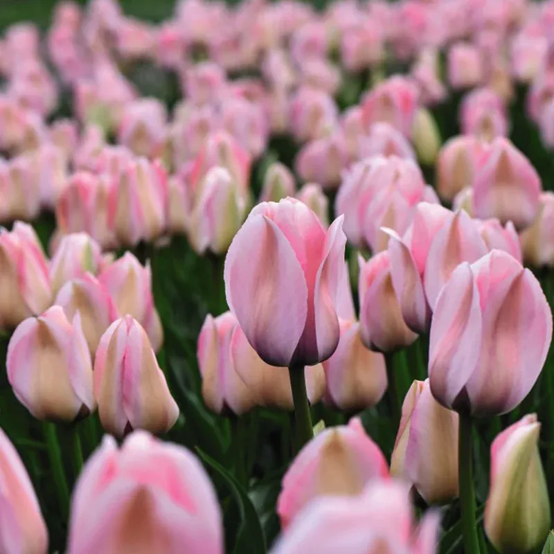 Thompson & Morgan Tulip Bella Blush Bulbs