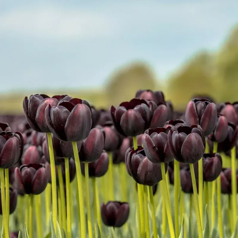 Thompson & Morgan Tulip Black Satin Bulbs