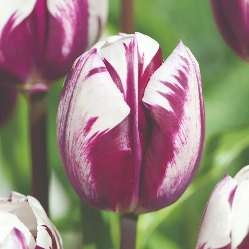 Thompson & Morgan Tulip ‘blueberry Ripple’ Bulbs