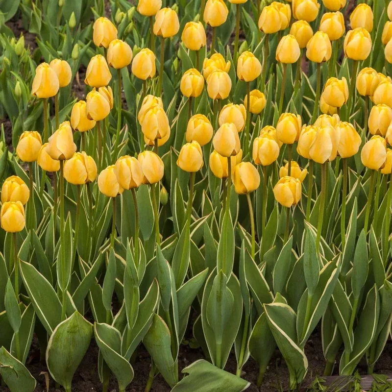 Thompson & Morgan Tulip Cream Cocktail Bulbs