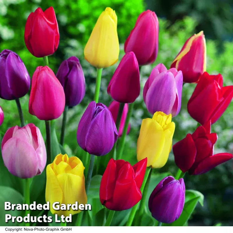 Thompson & Morgan Tulip ‘darwin Mixed’ Bulbs