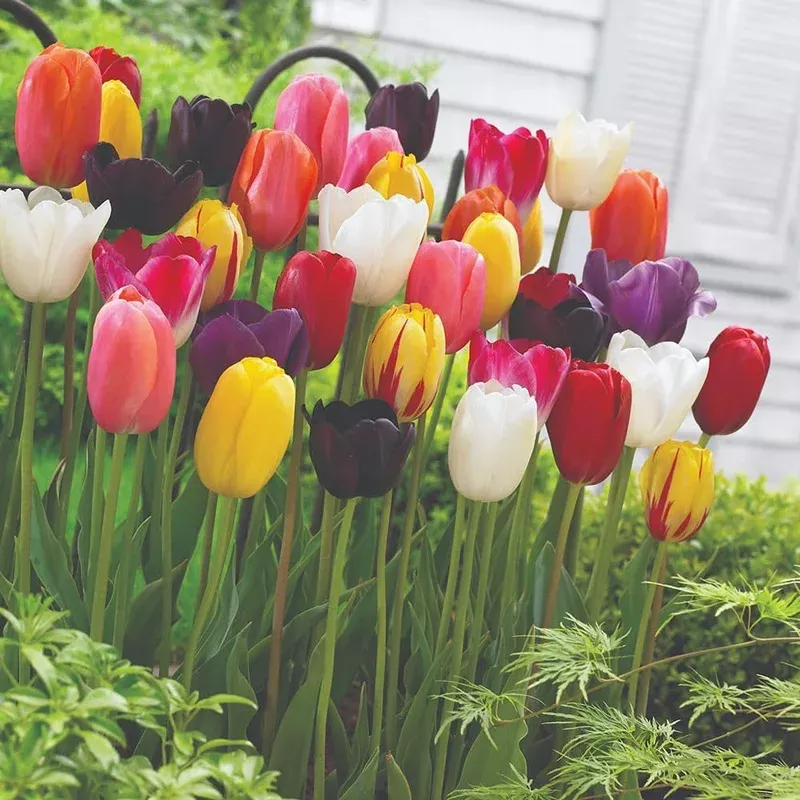 Thompson & Morgan Tulip ‘everlasting Mixed’ – 16 Bulbs