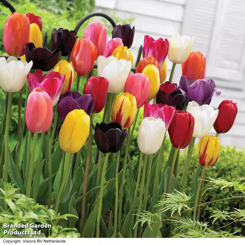 Thompson & Morgan Tulip ‘Everlasting Mixed’ – 64 Bulbs