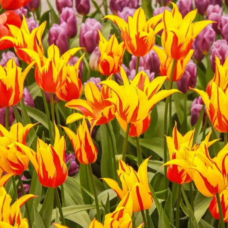 Thompson & Morgan Tulip Fire Wings Bulbs
