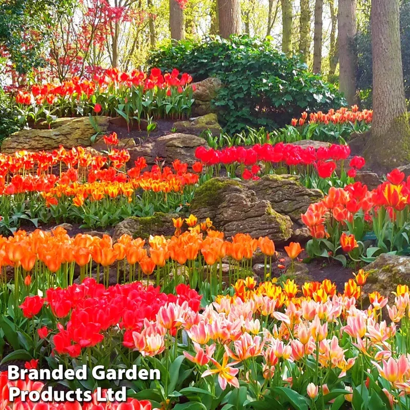 Thompson & Morgan Tulip Ground Cover Mix Bulbs