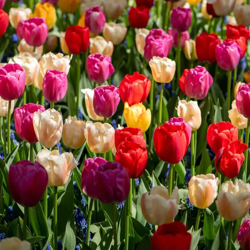 Thompson & Morgan Tulip ‘majestic Mix’ Bulbs