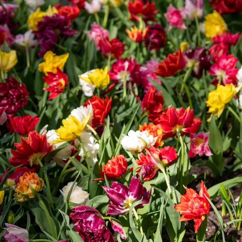 Thompson & Morgan Tulip Murillo Mixed Bulbs
