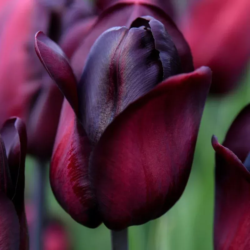 Thompson & Morgan Tulip Triumph Ronaldo Bulbs
